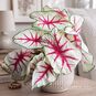 Клубень Caladium BICOLOR 'FIESTA' (Каладиум) 2