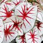 Клубень Caladium BICOLOR 'FIESTA' (Каладиум) 3