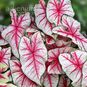 Клубень Caladium BICOLOR 'FIESTA' (Каладиум) 4