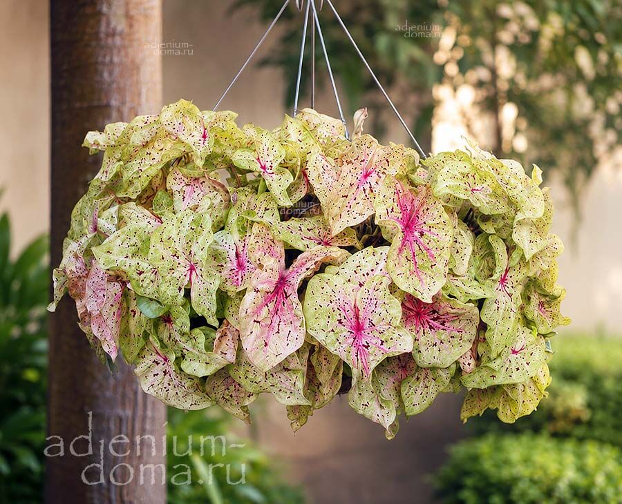 Caladium BICOLOR MISS MUFFET Angel Wings Chartreuse Каладиум Биколор Мисс Маффет двухцветный Крылья ангела 1