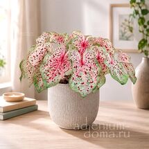 Клубень Caladium BICOLOR 'MISS MUFFET' (Каладиум)