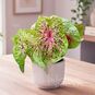 Клубень Caladium BICOLOR 'MISS MUFFET' (Каладиум) 3