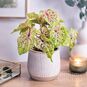 Клубень Caladium BICOLOR 'MISS MUFFET' (Каладиум) 4