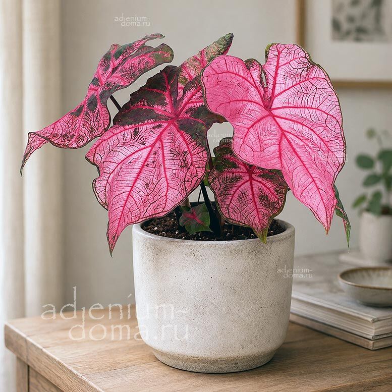 Caladium BICOLOR FANNIE MUNSON Angel Wings Каладиум Биколор Фанни Мансон двухцветный Крылья ангела 1