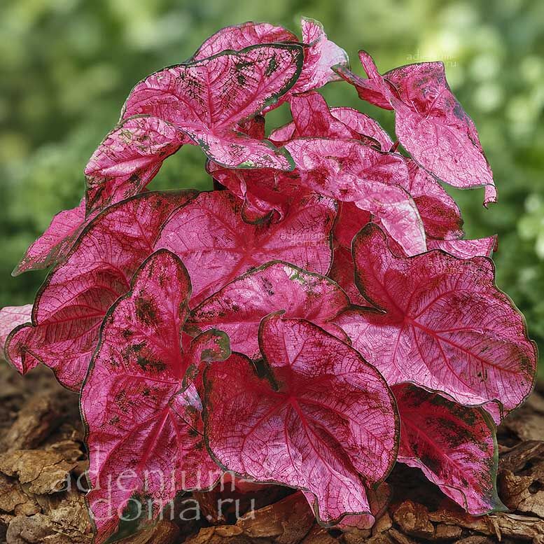 Caladium BICOLOR FANNIE MUNSON Angel Wings Каладиум Биколор Фанни Мансон двухцветный Крылья ангела 3