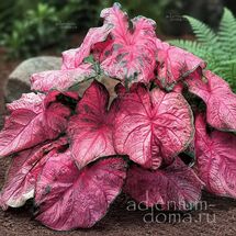 Клубень Caladium BICOLOR 'FANNIE MUNSON' (Каладиум)