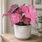 Клубень Caladium BICOLOR 'FANNIE MUNSON' (Каладиум) 3