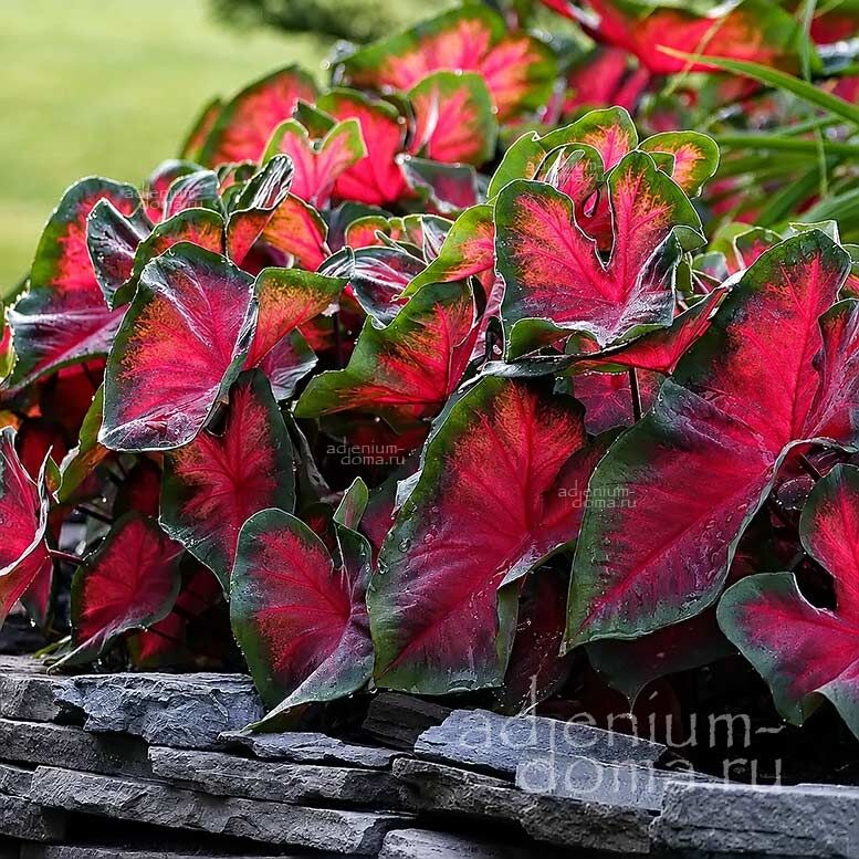Caladium BICOLOR DRAGON HEART Angel Wings Каладиум Биколор Драгон Харт двухцветный Сердце дракона Крылья ангела 2