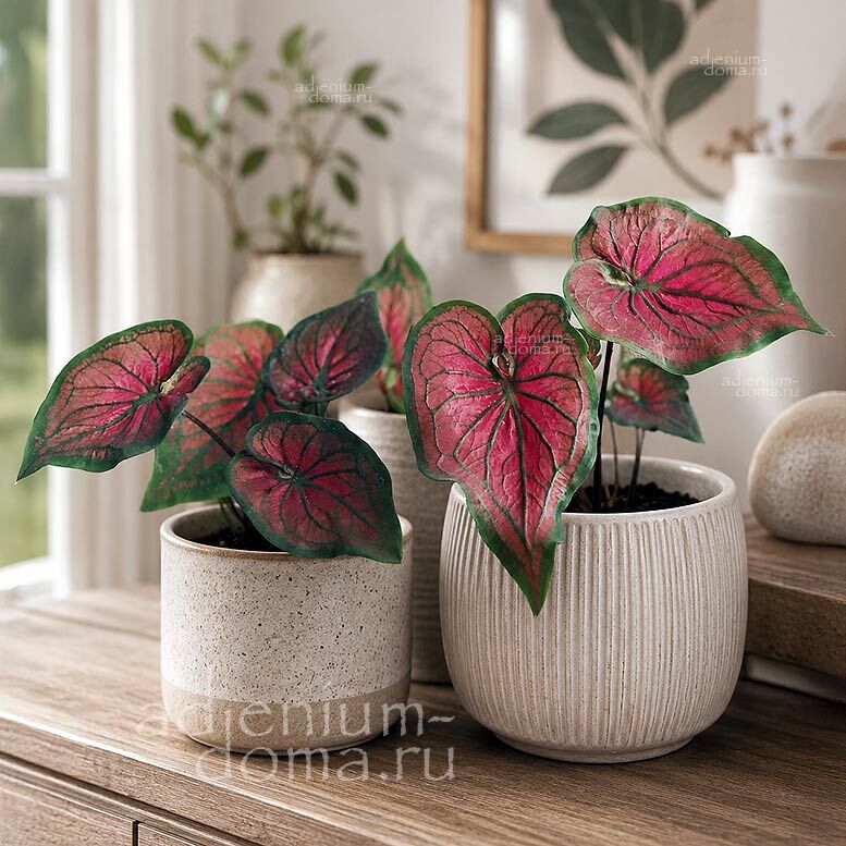 Caladium BICOLOR DRAGON HEART Angel Wings Каладиум Биколор Драгон Харт двухцветный Сердце дракона Крылья ангела 3