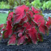 Клубень Caladium BICOLOR 'DRAGON HEART' (Каладиум)