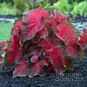 Клубень Caladium BICOLOR 'DRAGON HEART' (Каладиум) 2