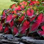 Клубень Caladium BICOLOR 'DRAGON HEART' (Каладиум) 3