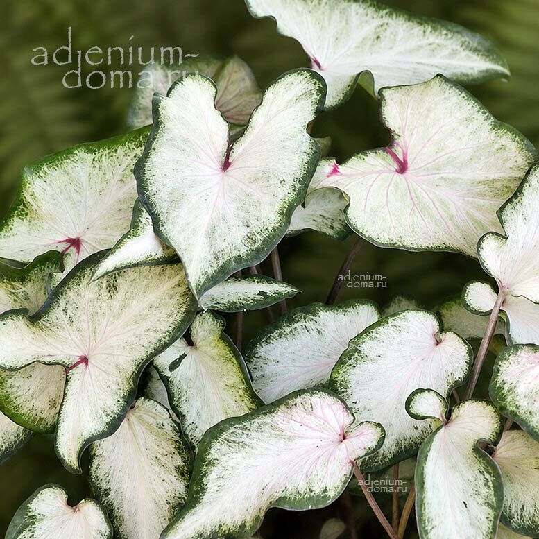 Caladium BICOLOR WHITE WING Angel Wings Каладиум Биколор Уайт Винг двухцветный Белое крыло Крылья ангела 3