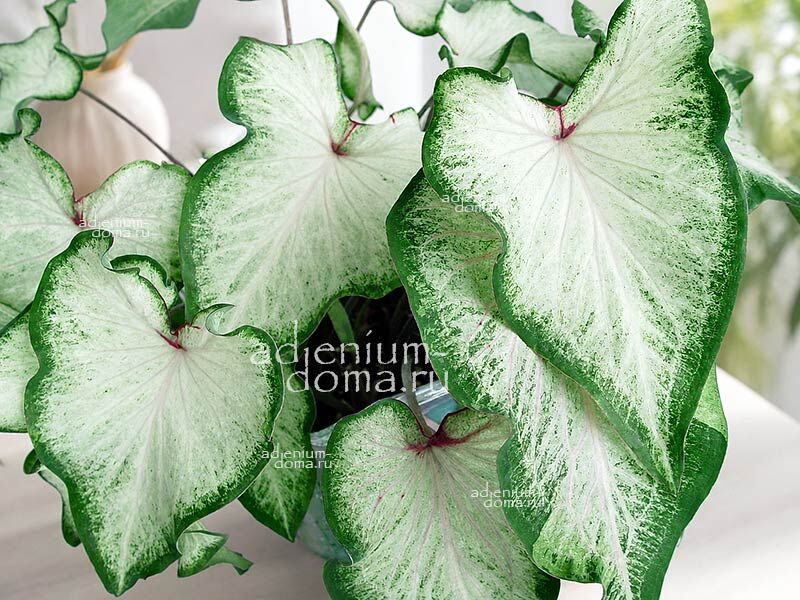 Caladium BICOLOR WHITE WING Angel Wings Каладиум Биколор Уайт Винг двухцветный Белое крыло Крылья ангела 2