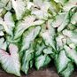 Клубень Caladium BICOLOR 'WHITE WING' (Каладиум) 2