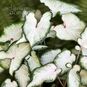 Клубень Caladium BICOLOR 'WHITE WING' (Каладиум) 3