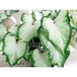Клубень Caladium BICOLOR 'WHITE WING' (Каладиум) 4