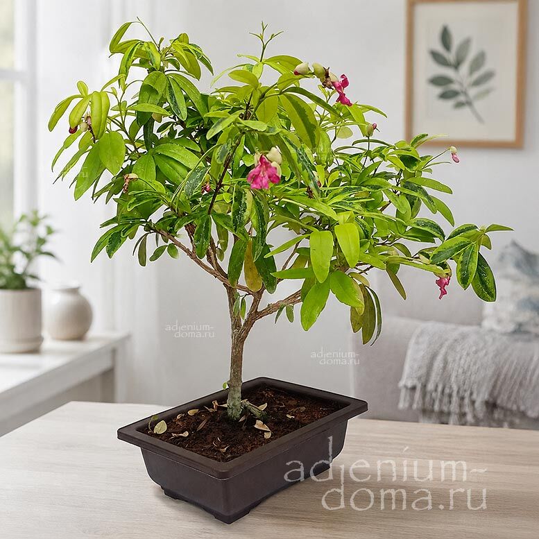 Ravenia spectabilis Lemonia Pink Равения великолепная эффектная Спектабилис Лемония 3