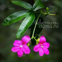 Ravenia SPECTABILIS (Равения)