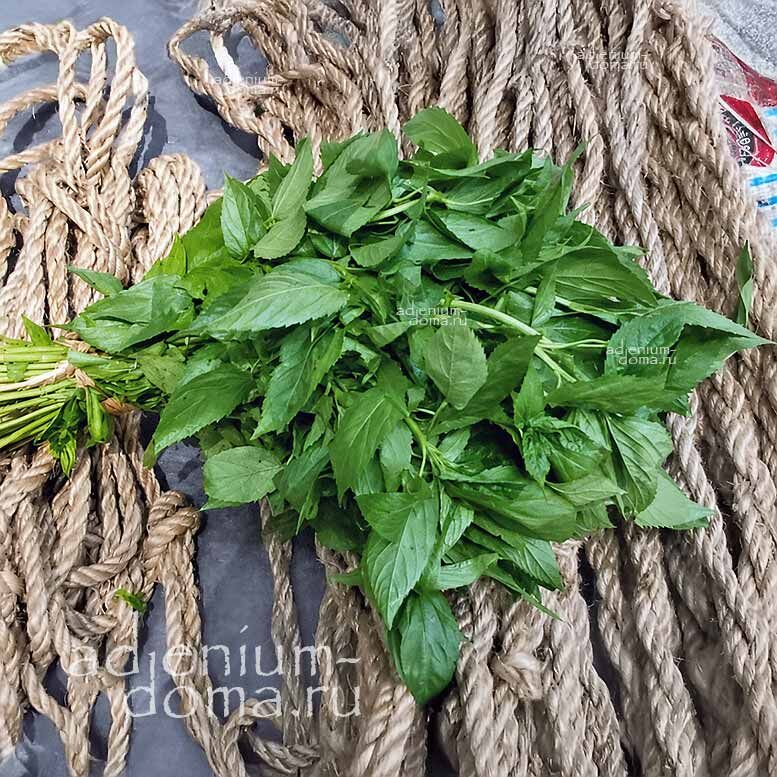 Corchorus CAPSULARIS White Jute Белый Джут короткоплодный Корхорус Капсуларис 3