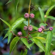 Corchorus CAPSULARIS (Джут)