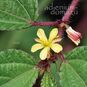 Corchorus CAPSULARIS (Джут) 3
