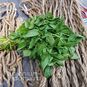 Corchorus CAPSULARIS (Джут) 4
