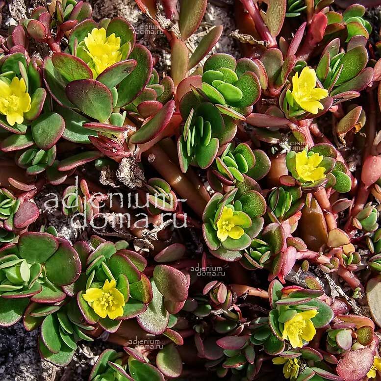 Portulaca OLERACEA Purslane Портулак огородный овощной Олерацеа Дандур Толстушка 2