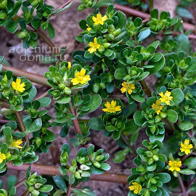 Portulaca OLERACEA Purslane Портулак огородный овощной Олерацеа Дандур Толстушка 3