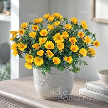 Portulaca OLERACEA (Портулак)