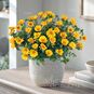Portulaca OLERACEA (Портулак) 2