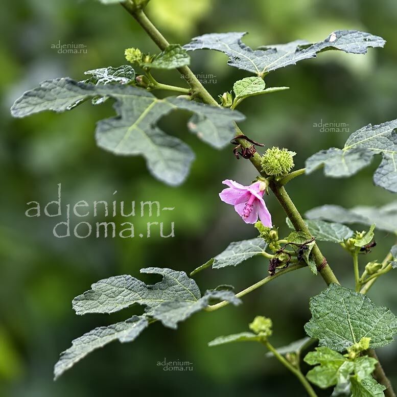Urena LOBATA SINUATA Caesarweed Congo Jute Урена лопастная извилистая Лобата Синуата 2