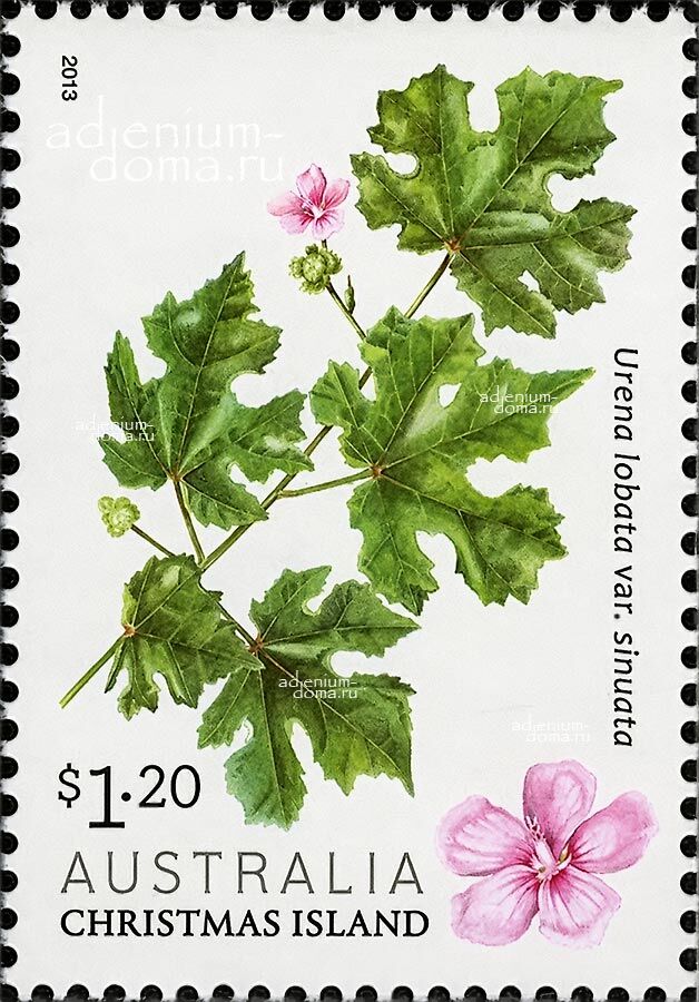 Urena LOBATA SINUATA Caesarweed Congo Jute Урена лопастная извилистая Лобата Синуата 3