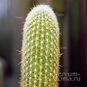 Haageocereus ACRANTHUS 'ZONATUS' (Хагеоцереус) 3