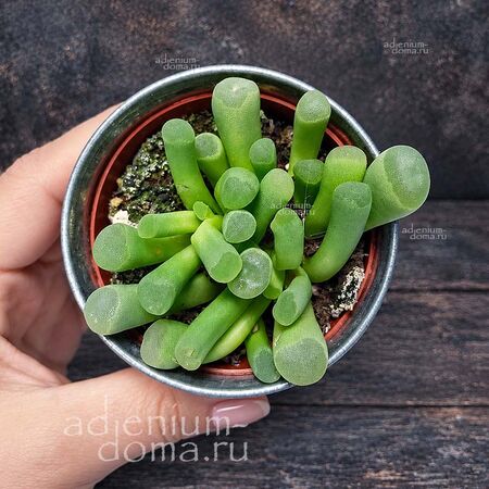 Растение ⌀ 5 Fenestraria RHOPALOPHYLLA (Фенестрария)
