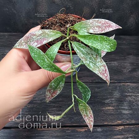 Растение ⌀ 6 Hoya LACUNOSA 'LAOS' (Хойя)