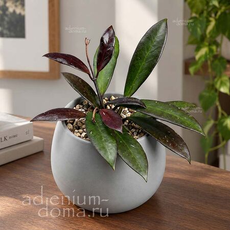 Растение ⌀ 6 Hoya 'RED MAROON' (Хойя)