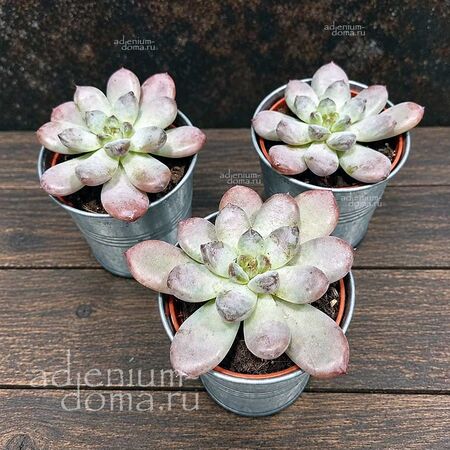 Растение ⌀ 5 Echeveria MONROE (Эхеверия, Эчеверия)