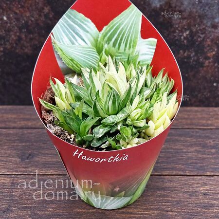 Растение ⌀ 7 Haworthia MARUMIANA Variegata (Хавортия)
