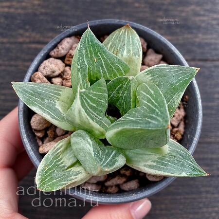 Растение ⌀ 7 Haworthia SILVER Variegata (Хавортия)