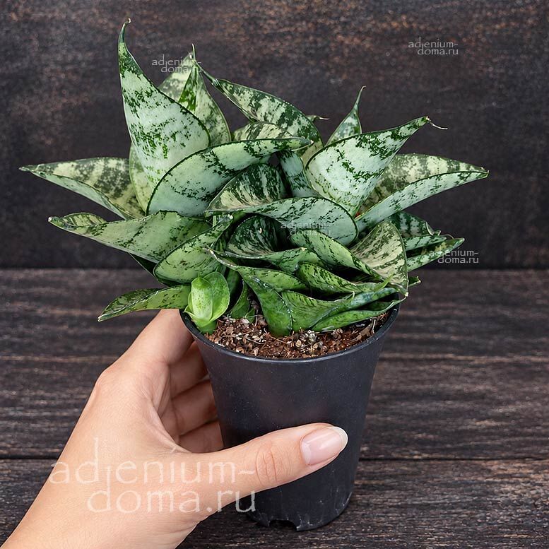 Растение Sansevieria HAHNII Dwarf Сансевьера Хана карликовая Сансевиерия Хани Дварф Dracaena trifasciata 2
