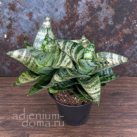 Растение ⌀ 8 Sansevieria HAHNII Dwarf (Сансевьера, Сансевиерия)