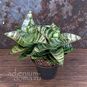 Растение ⌀ 8 Sansevieria HAHNII Dwarf (Сансевьера, Сансевиерия) 2