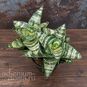 Растение ⌀ 8 Sansevieria HAHNII Dwarf (Сансевьера, Сансевиерия) 4