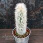 Растение ⌀ 5 Espostoa LANATA 'LANIANULIGERA' (Эспостоа) 2