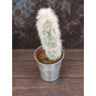 Растение ⌀ 5 Espostoa LANATA 'LANIANULIGERA' (Эспостоа) 3