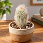 Растение ⌀ 5 Espostoa LANATA 'LANIANULIGERA' (Эспостоа) 4