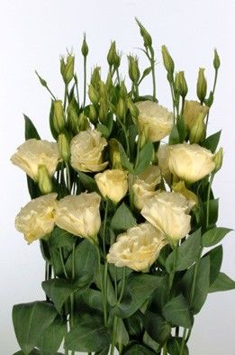 Eustoma GRANDIFLORUM ECHO YELLOW Эустома крупноцветковая Эхо Желтая Лизиантус Рассела Ирландская роза 2