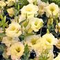 Eustoma ECHO ® YELLOW (Эустома, Лизиантус) 4