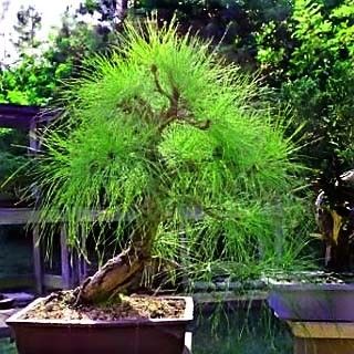 Pinus PATULA Сосна раскидистая мексиканская 1